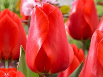Тюльпан «Lalibela» красный