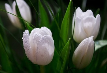 Тюльпан «White Dream» белый