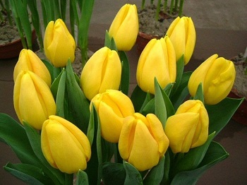 Тюльпаны – цветы, воспетые персидскими поэтами!