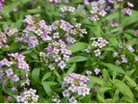 Алиссум (Alyssum) цветы