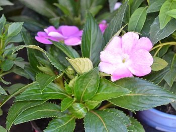 Бальзамин (Impatiens, Balsaminaceae)