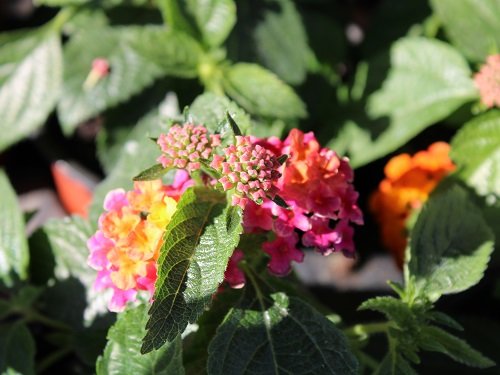 Лантана (Lantana) цветы