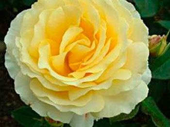Роза «Tivoli»