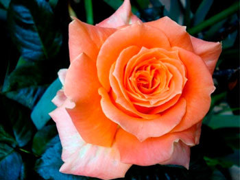 Роза «Flora Danica»