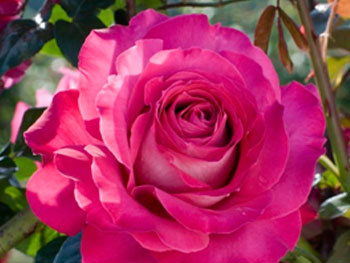 Роза «Baronne de Rothschild»