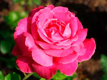 Роза «Caprice de Meilland»