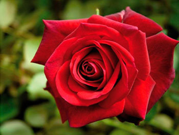 Роза «Edith Piaf»