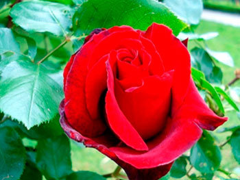 Роза «Jaques Prevent»