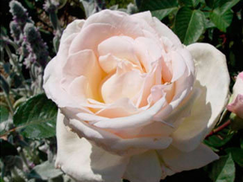 Роза «Jardins de Bagatelle»