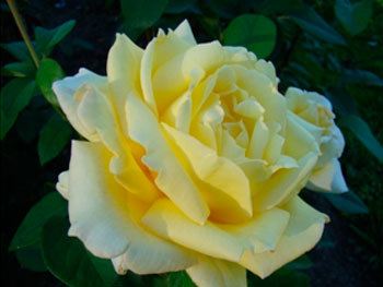 Роза «Nicolas Hulot»
