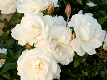 Роза «White»
