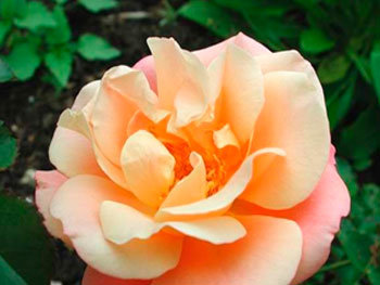 Роза «Cubana»