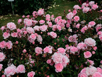 Роза Home & Garden