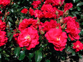 Роза Ротилиа (Rotilia)