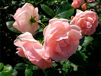Роза «Astrid Lindgren»