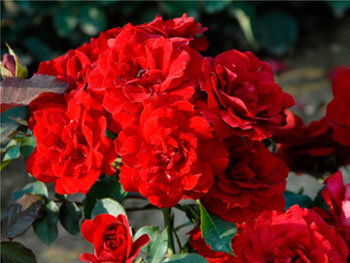 Роза «Kensington»