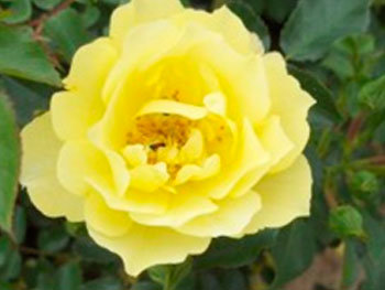 Роза «Limesgold»