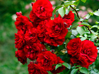 Роза «Amadeus»
