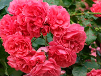 Роза «Rosarium Uetersen»