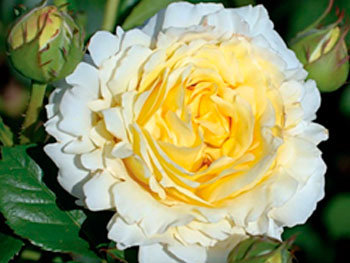 Роза «Cyrano de Bergerac»