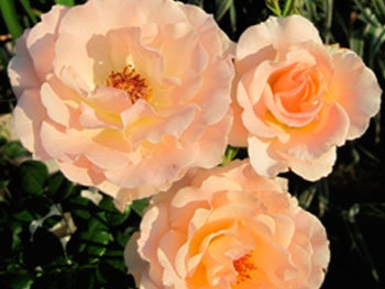 Роза морщинистая «Rokoko»