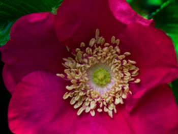 Роза морщинистая «Rubra»