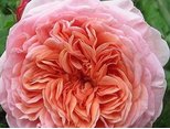 Роза Абрахам Дерби (Abraham Darby)