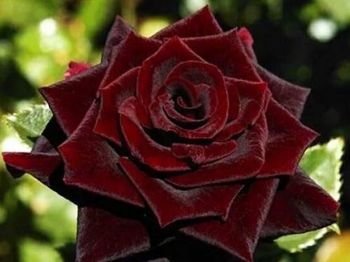 Роза Чёрный принц (Black Prince)