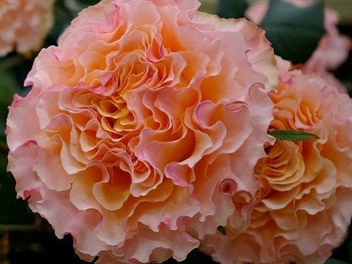 Роза Кампанелла Пич (Campanella Peach)
