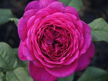 Роза Иоган Вольфганг (Parfum de Honfleur)