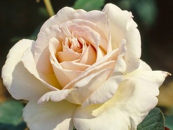 Роза Жарден де Багатель (Jardins de Bagatelle)