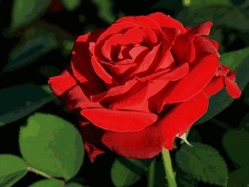 Роза Красная магия (Red Magiс)