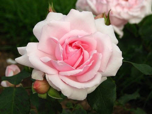 Роза Петит Трианон (Petit Trianon)
