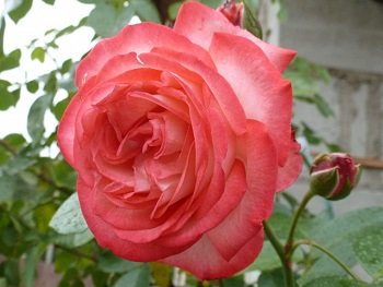 Роза Антик (Antike)