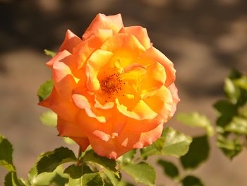 Роза Сахара (Sahara)