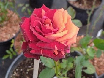 Роза Тирамису (Tiramisu)