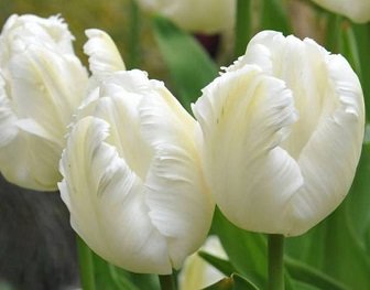 Тюльпан Agrass White