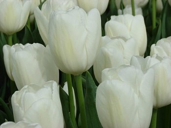 Тюльпан «Hakuun» белый