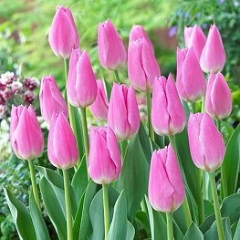 Тюльпан «Mistress» нежно-розовый