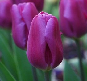 Тюльпан «Purple Prince» темно-сиреневый
