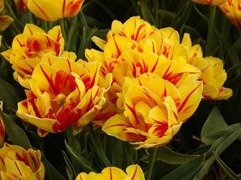 Тюльпан «Monsella» желтый с красными полосками