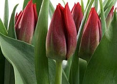 Тюльпан «Seadov» красный