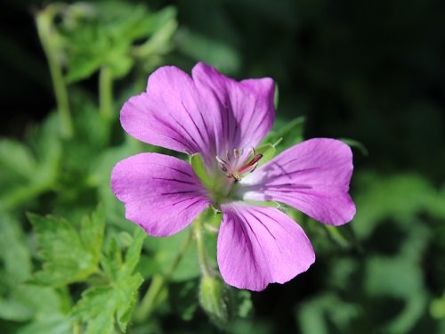 Герань гибридная (Geranium hybridum)