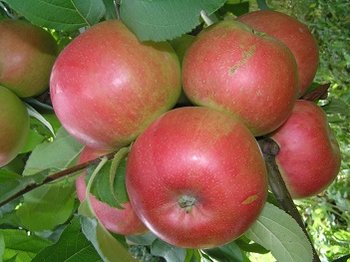 Яблоня Лучезарное
