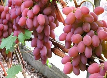 Виноград Гелиос розовый