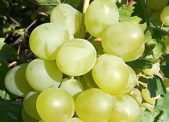 Виноград Леда