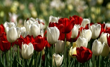 Тюльпаны –  цветы, воспетые персидскими поэтами!