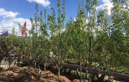 Крупномеры плодовых деревьев из России в нашем ассортименте!
