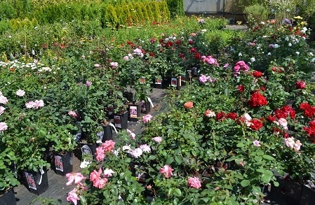 Различные сорта роз в садовом центре «Империя Сада»! 
