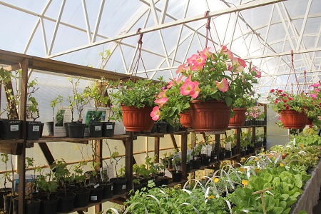 Каждый вторник в садовом центре 10-я % скидка на все виды растений!